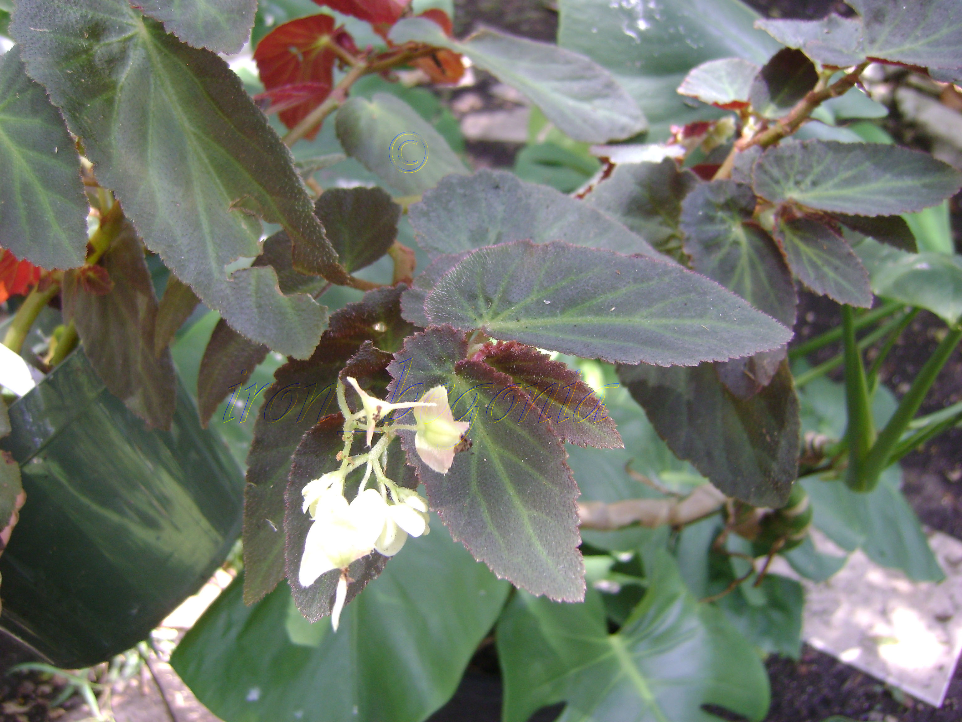 B. ‘Brazilian Lady’